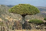 IMG_5286 Albero Sangue di Drago, Dixsam, Socotra